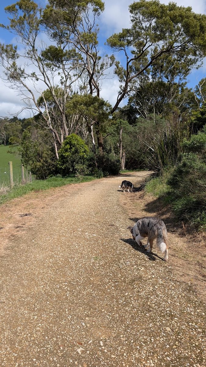 A gravel track through coastal bush on a sunny day, with two dogs exploring.