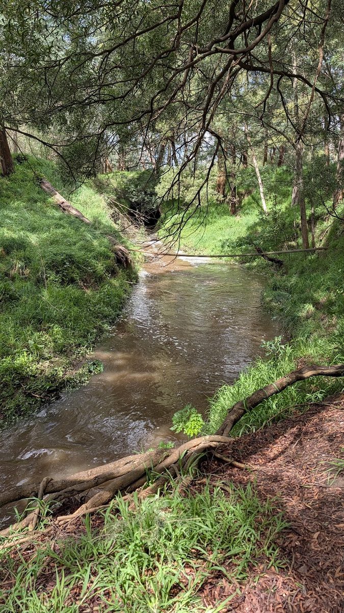 A clear creek running between grassy banks under overhanging trees.