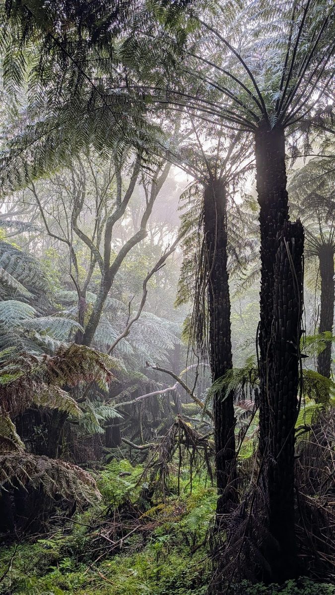 Tall tree ferns in misty wet forest.