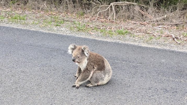 A koala sitting on a local road, bush behind it.